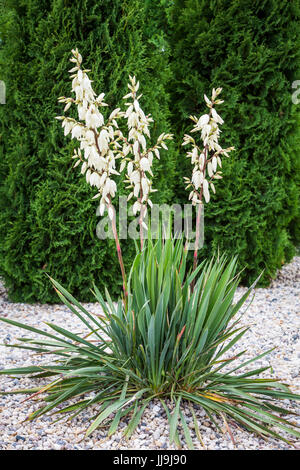 The Yucca Glauca plant blooming in a backyard rock garden in Winkler, Manitoba, Canada. Stock Photo