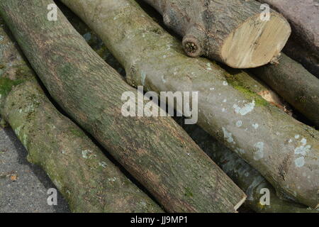 Close up of logs timber wood pile drying out for use on open fire re cut wood forestry woodland maintenance Stock Photo