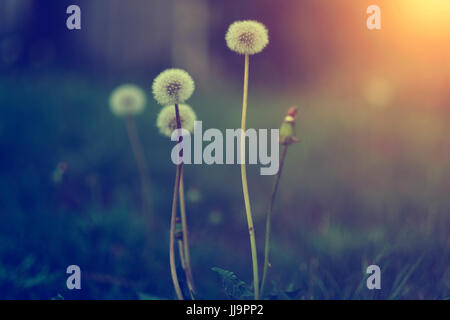 Dandelion flower in sunset. This image is exclusive for Alamy only Stock Photo