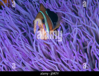 Two-banded clownfish (Amphiprion bicinctus) nestles in fluorescent purple tentacles of host anemone. Puerto Galera, Philippines. Stock Photo