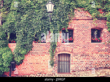 Vine and ivy growing on an old building brick wall, color toning applied. Stock Photo