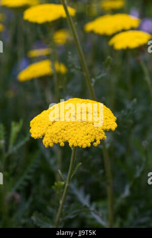 Achillea filipendulina 'Gold Plate' flowers. Stock Photo