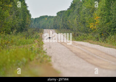 Grey wolf (Canis lupus) Black phase, on park road, Wood Buffalo National Park, Alberta, Canada Stock Photo