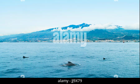 three dolphins swimming in atlantic ocean near las americas, tenerife, canary islands Stock Photo