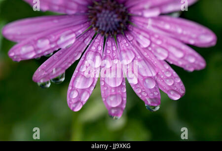 purple daisy flower covered with raindrops in Tenerife Stock Photo