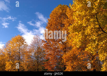 Autumn with blue skies and leafs on trees that have turned brown and yellow. Stock Photo