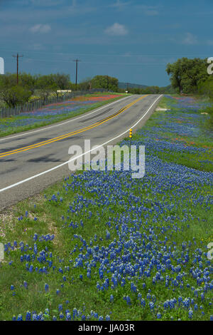 Entireleaf Indian Paintbrush (Castilleja indivisa) and Texas Bluebonnet (Lupinus texensis) wildflowers along a road in Texas hill country. USA Stock Photo