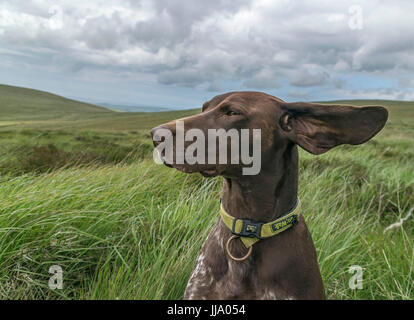 Bracken the German Shorthaired Pointer enjoying the wind blowing in her ears on the Preseli Hill in Pembrokeshire Stock Photo