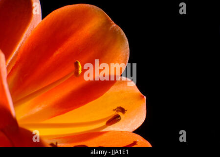 Lily isolated Stock Photo
