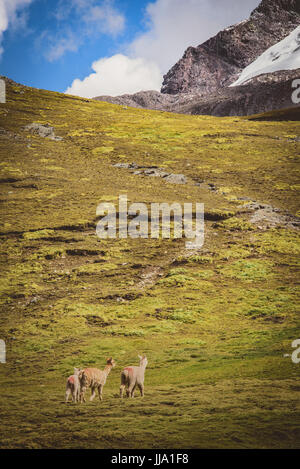 Alpaca in Peru near Rainbow mountains Stock Photo