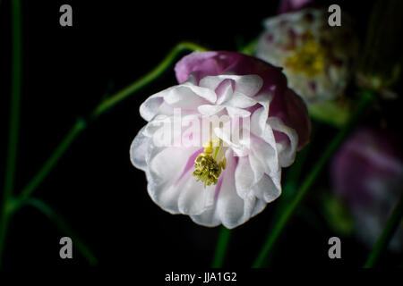 Close-Up Of white violet Aquilegia Caerulea Flowers Stock Photo