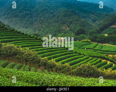 Hangzhou, China. 18th July, 2017.  The tea plantations are well-known as important base of dragon well tea in Longwu Town, Hangzhou, east China's Zhejiang Province, July 17th, 2017. Credit: SIPA Asia/ZUMA Wire/Alamy Live News Stock Photo
