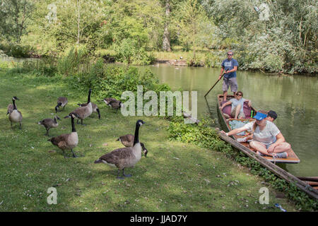 Oxford, UK. 18th Jul, 2017. Punting on the river Cherwell in Oxford 18 July 2017 Credit: Guy Bell/Alamy Live News Stock Photo