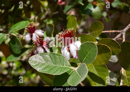 Acca sellowiana Stock Photo