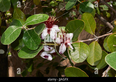 Acca sellowiana Stock Photo
