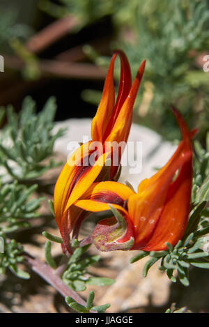 Lotus berthelotii Stock Photo