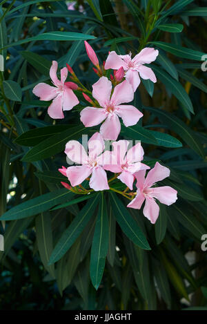 Nerium oleander Stock Photo