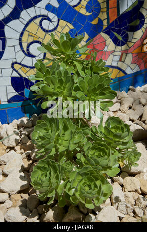 Aeonium arboreum, tree house leek, a succulent. Stock Photo