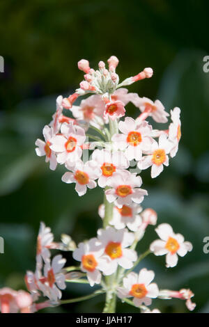 Primula japonica Apple Blossom, a pale pink Candelabra Primrose Stock Photo