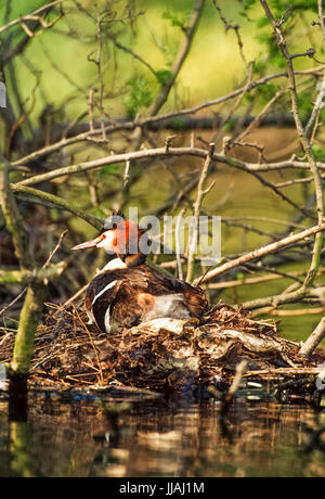 adult Great Crested Grebe, (Podiceps cristatus), sitting on nest with eggs,Regent's Park, London, United Kingdom, British Isles Stock Photo