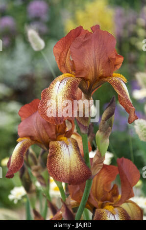 iris-kent-pride-tall-bearded-iris-perennial-chestnut-brown-standards