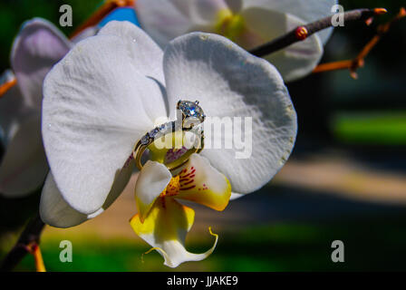orchid ring Stock Photo