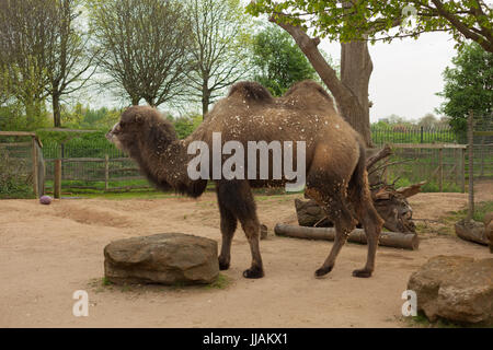 Camel in the Zoo Stock Photo