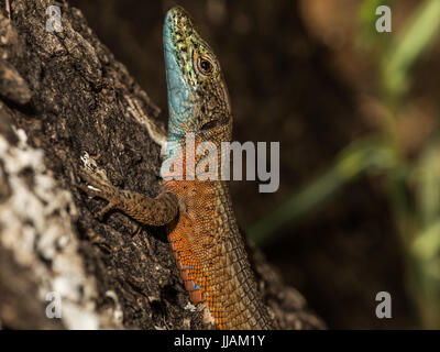 Blue-Throated Keeled lizard (Dalmatian Algyroides) on a tree trunk in Corfu Greece Stock Photo