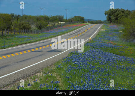 Entireleaf Indian Paintbrush (Castilleja indivisa) and Texas Bluebonnet (Lupinus texensis) wildflowers along a road in Texas hill country. USA Stock Photo