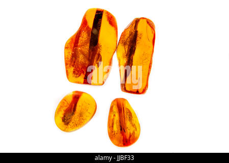 Exhibits from the amber museum, insects frozen in amber, Palanga, Lithuania. Stock Photo