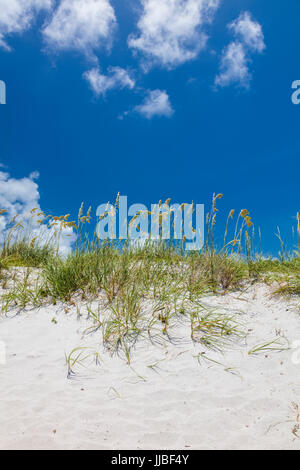 Sea Oats or Uniola paniculata on dunes at Bill Baggs Cape Florida State Park on the island of Key Biscatne Florida Stock Photo