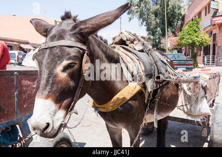 donkey cart Marrakech, Marrakesh, Morocco, North Africa Stock Photo