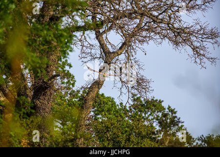 Red-shouldered hawk, Buteo lineatus, Red-shouldered hawk in flight, Novato, Marin County, California, United States, North America Stock Photo