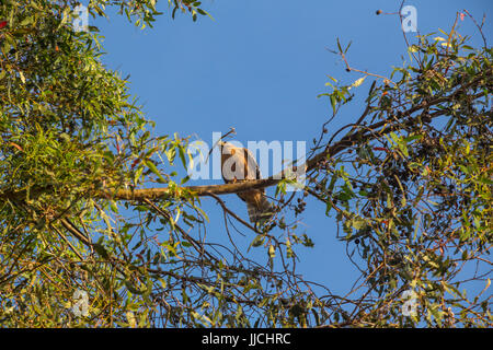 Red-shouldered hawk, Buteo lineatus, nest building, collecting nesting material, perched on Blue-gum eucalyptus tree, Novato, Marin County, California Stock Photo