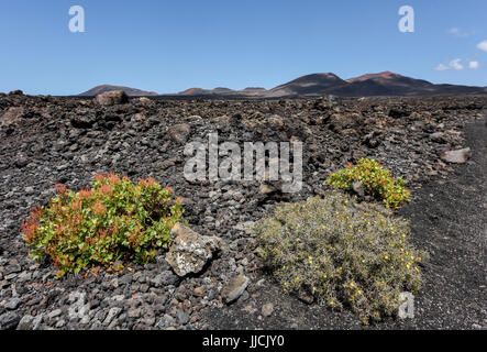 Sparsely vegetation between black lava fields in the bizarre volcanic landscape of Timanfaya National Park on a sunny day. Lanzarote, Canary Islands, Stock Photo