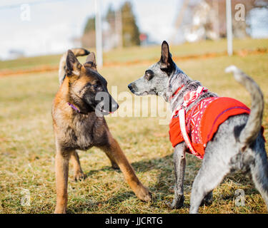 Two dogs, a young Belgian Malinois and a Blue Heeler wearing sweater are introduced at a dog park. Puppy socialization. Stock Photo