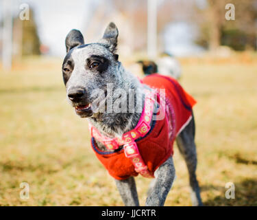 Adorable Blue Heeler puppy wearing harness and red sweater pet portrait. Stock Photo