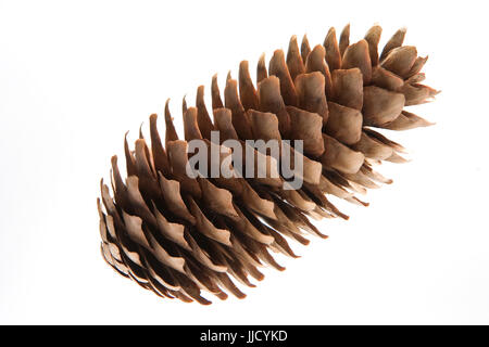 Pine cone on a white background close-up. Isolate. Stock Photo