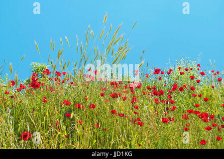 red poppy flower field on sunny day against clear blue sky at Ephesus, Turkey Stock Photo