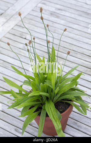 Spitz-Wegerich im Topf, Blumentopf, Spitzwegerich, Wegerich, Plantago lanceolata, English Plantain, Ribwort, narrowleaf plantain, ribwort plantain, ri Stock Photo