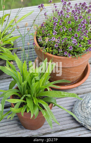 Spitz-Wegerich im Topf, Blumentopf, Spitzwegerich, Wegerich, Plantago lanceolata, English Plantain, Ribwort, narrowleaf plantain, ribwort plantain, ri Stock Photo