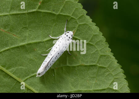 Traubenkirschen-Gespinstmotte, Traubenkirschen-Gespinnstmotte, Gespinstmotte, Gespinnstmotte, Yponomeuta evonymella, Yponomeuta padi, Yponomeuta evony Stock Photo