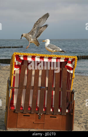 Kuehlungsborn, Germany, young silver moose is approaching a closed beach basket Stock Photo