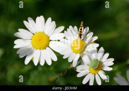 Two friends - wasp and green shield bug on daisy flowers Stock Photo