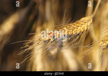 Ladybug on golden ripe grain in close-up view on sunset Stock Photo