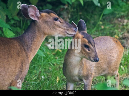 Muntjac also called barking deer Muntiacus reevesi with her baby Stock Photo