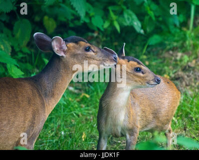 Muntjac also called barking deer Muntiacus reevesi with her baby Stock Photo