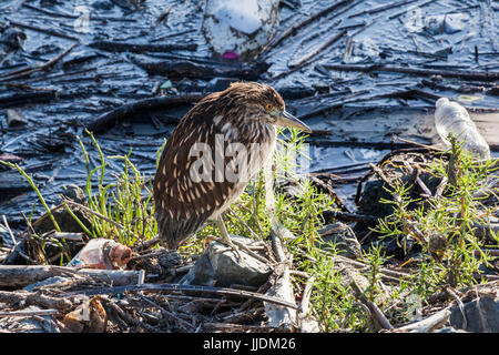A juvenile Black-crowned Night-heron stands on a rocky, litter strewn bank at the San Leandro Marina on San Francisco Bay. Stock Photo