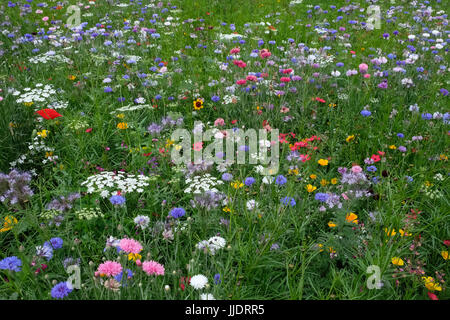 Meadow of wild flowers, England, UK
