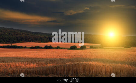 Wheat field in summer sunset Stock Photo